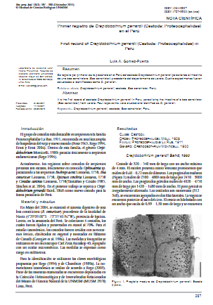 Primer registro de Crepidobothrium gerrardii (Cestoda: Proteocephalidae) en el Perú Descripción del Articulo