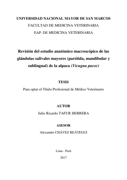Revisión del estudio anatómico macroscópico de las glándulas salivales mayores de la alpaca