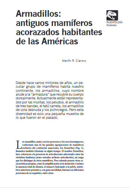 Armadillos: antiguos mamíferos acorazados habitantes de las Américas