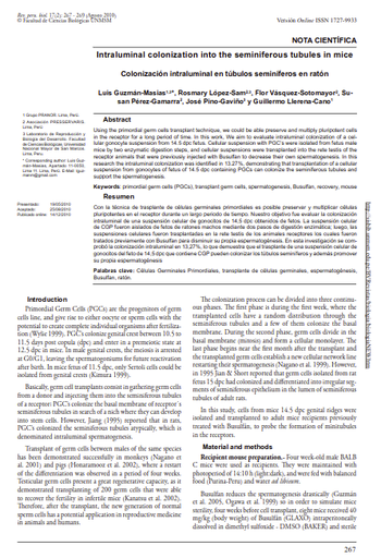 Colonización intraluminal en túbulos seminíferos en ratón